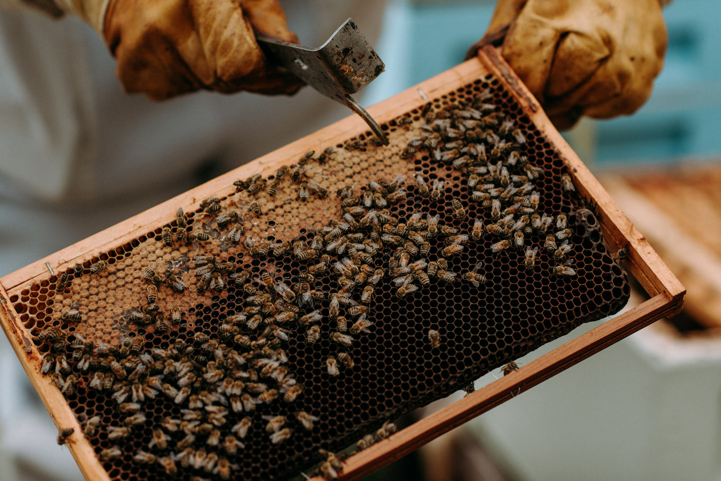 Beekeeping Experience on the Royal Liver Building