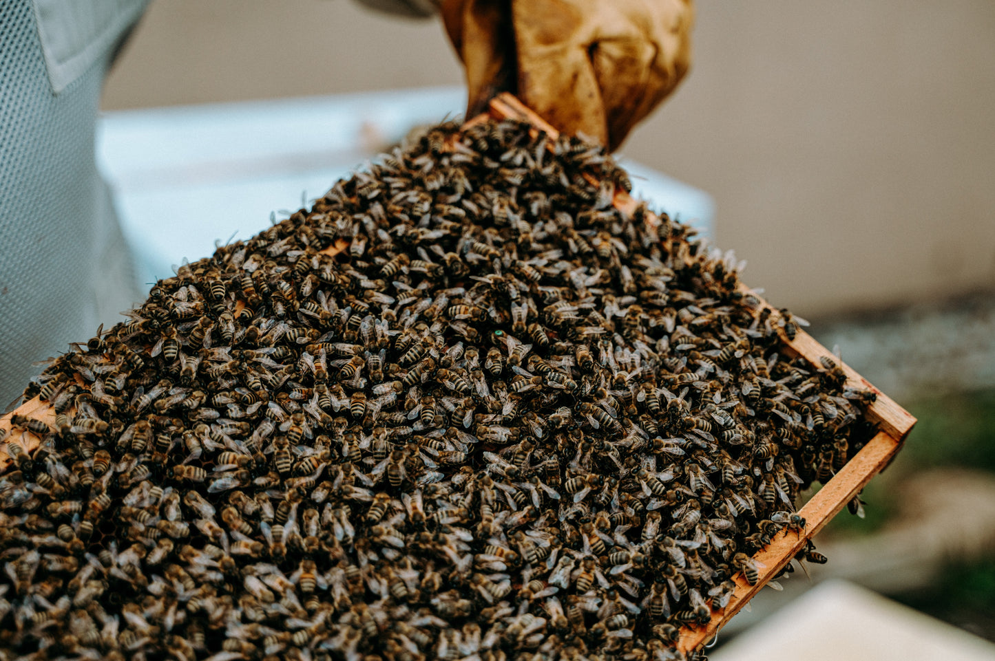 Beekeeping Experience on the Royal Liver Building