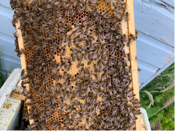 Eshe Bees - 5 Frame Nucleus