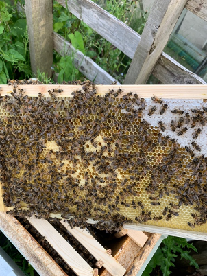 Eshe Bees - 5 Frame Nucleus